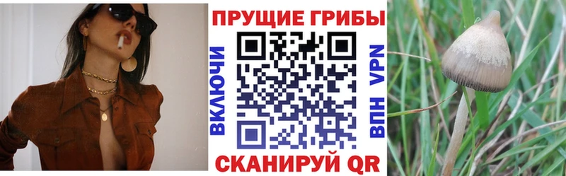 Галлюциногенные грибы Cubensis  где продают наркотики  Апатиты 